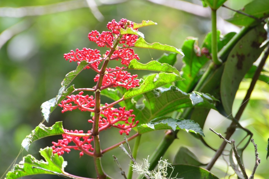 Cissus antarctica (Kangaroo ivy), non-native California vine