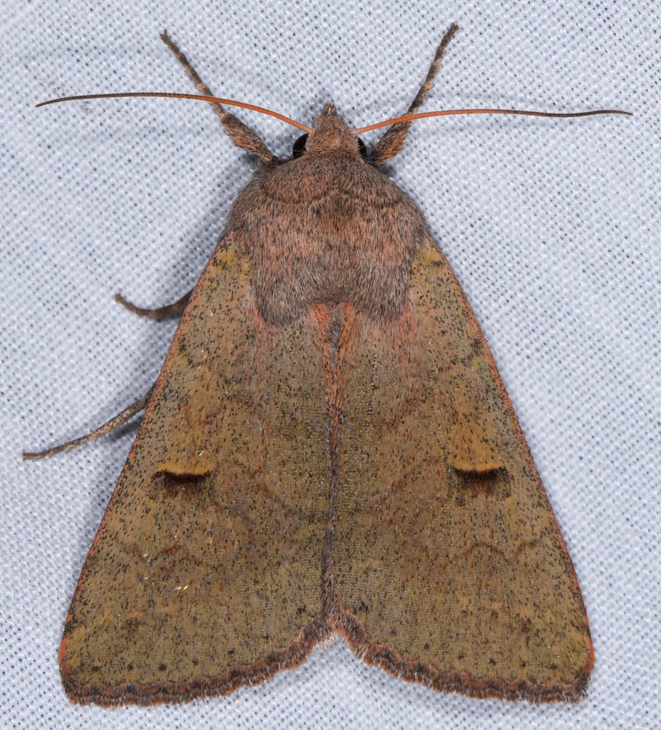 Cissusa indiscreta, California species