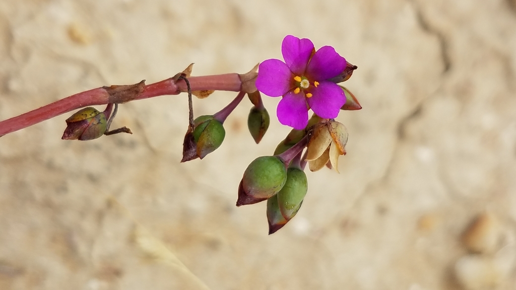 Cistanthe maritima (Seaside cistanthe), native California herb
