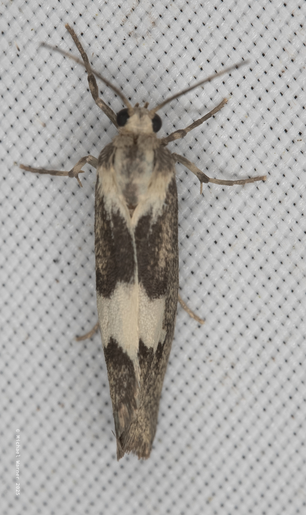 Cisthene deserta, California species