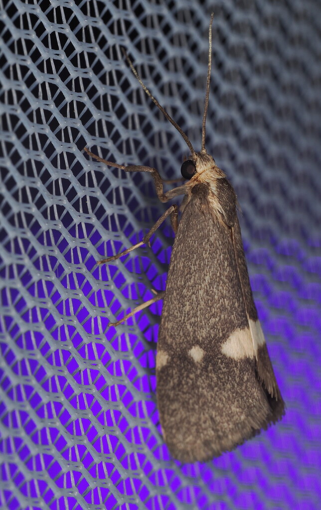 Cisthene dorsimacula, California species