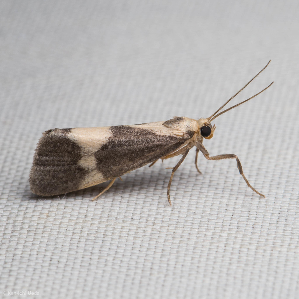Cisthene faustinula, California species