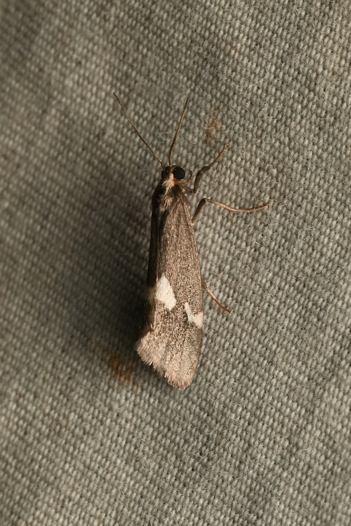 Cisthene liberomacula, California species
