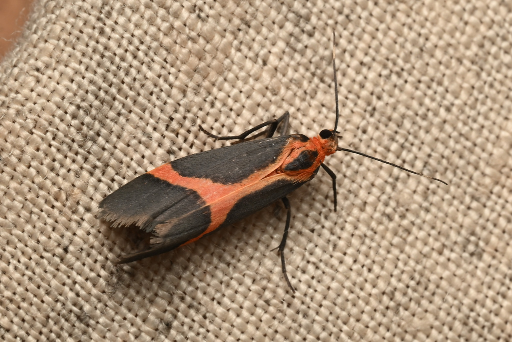 Cisthene perrosea, California species