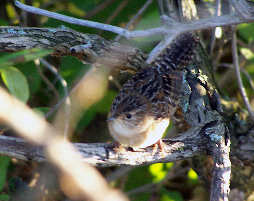 Cistothorus palustris clarkae (Clark's Marsh Wren), California species