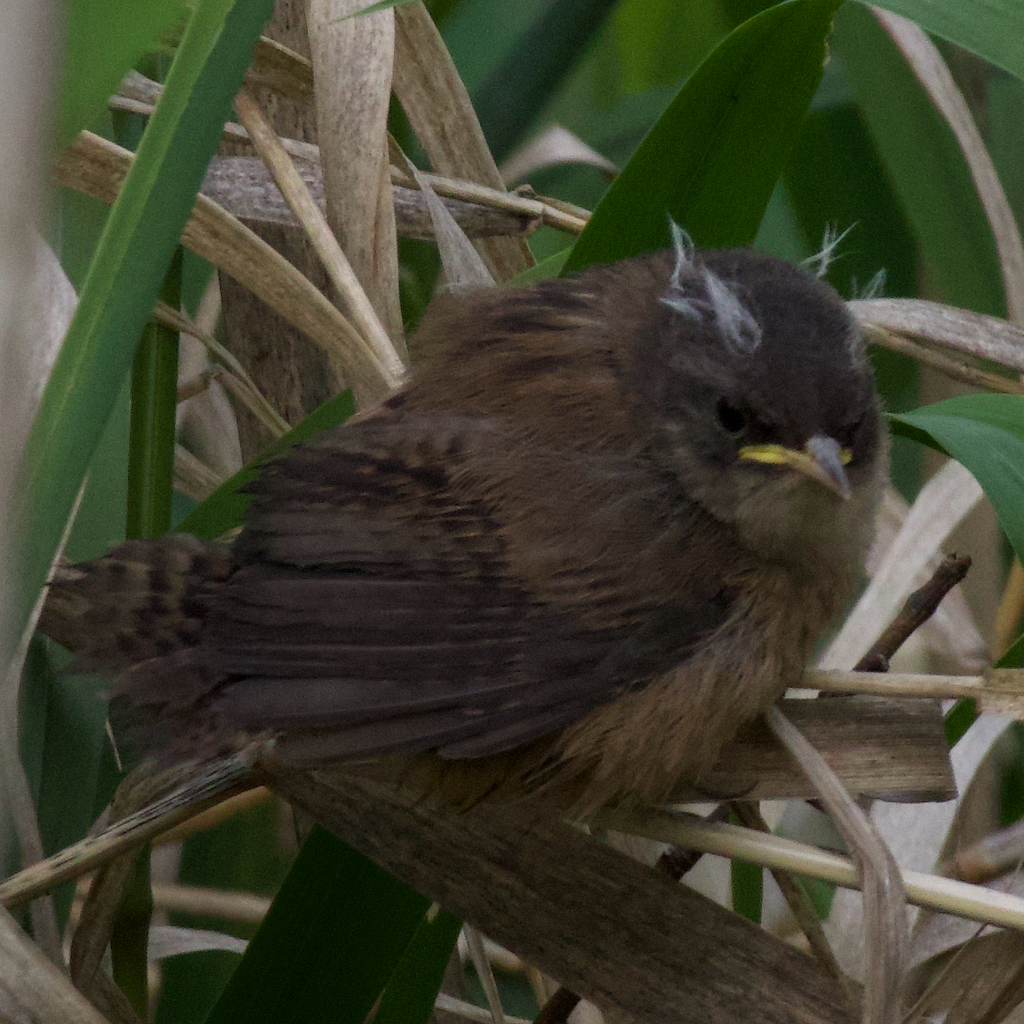Cistothorus palustris (Marsh Wren), California species