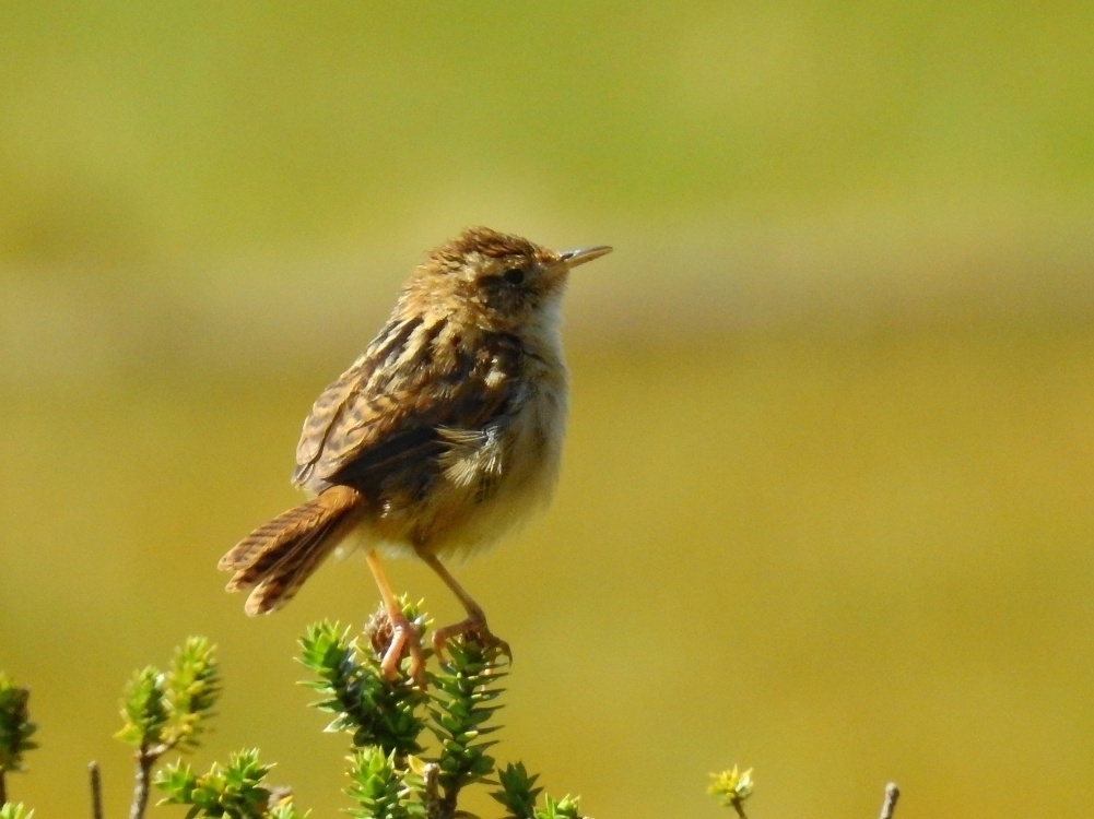 Cistothorus platensis (Sedge Wren), California species