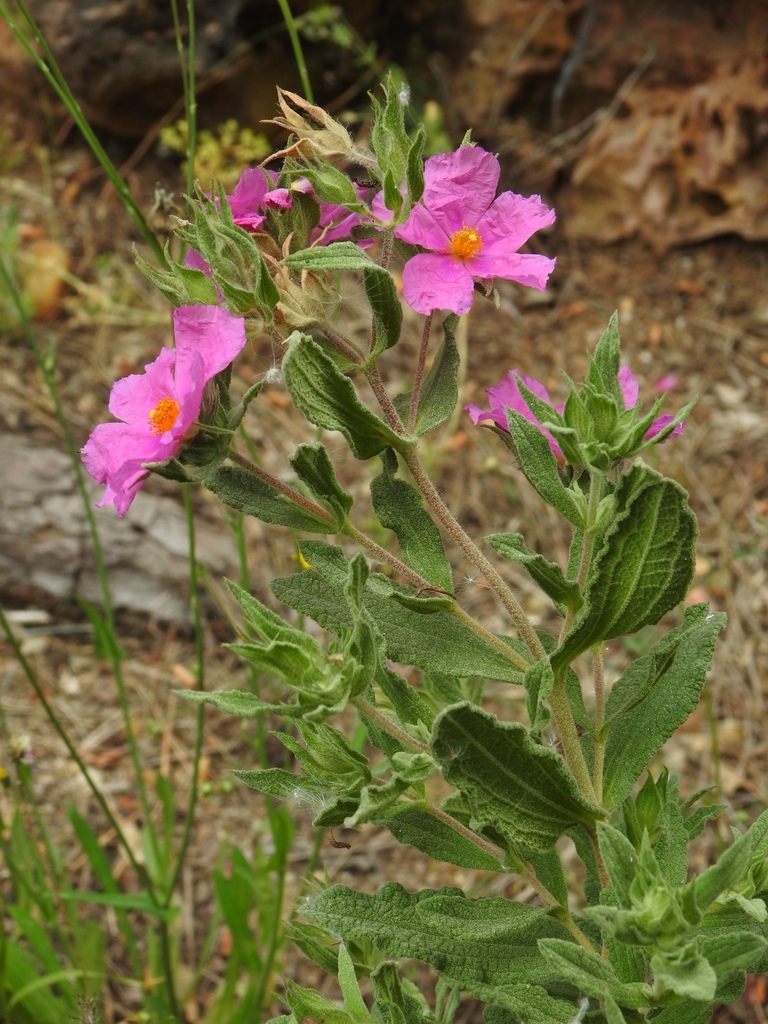 Cistus incanus (Hairy rockrose), non-native California shrub