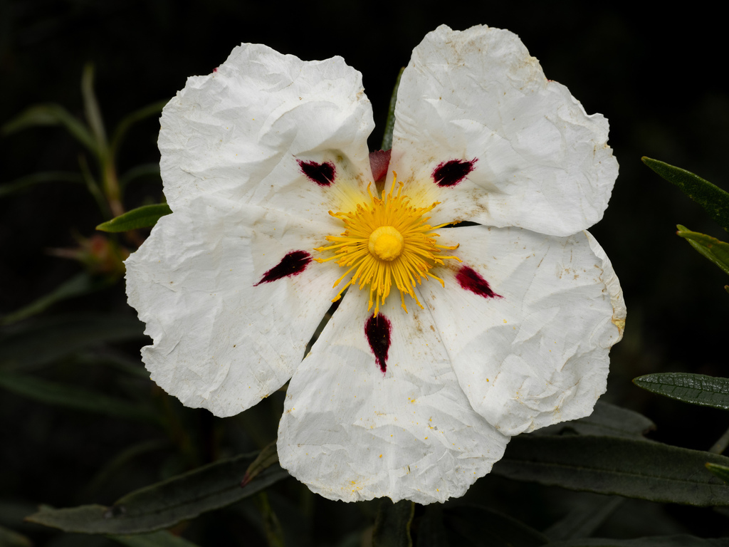 Cistus ladanifer (Gum cistus), non-native California shrub