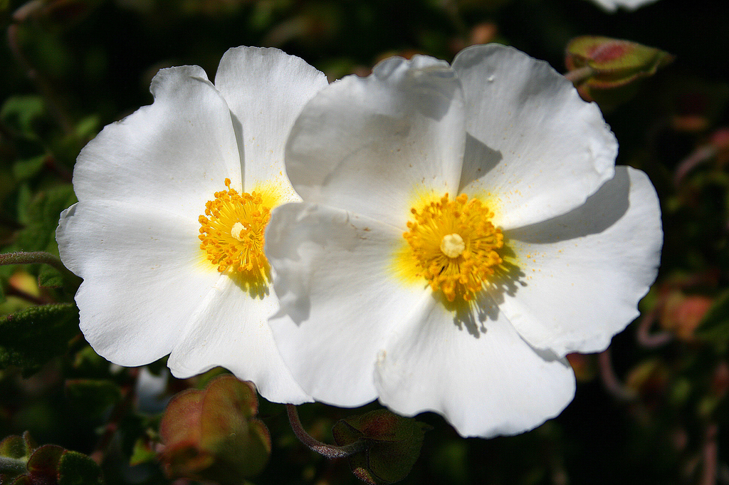 Cistus monspeliensis (Montpelier cistus), non-native California shrub