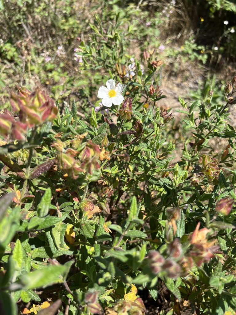 Cistus psilosepalus (Rock rose), non-native California shrub