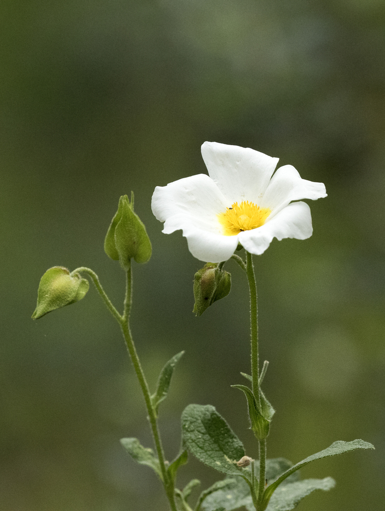 Cistus salviifolius (Sage leaf rockrose), non-native California shrub