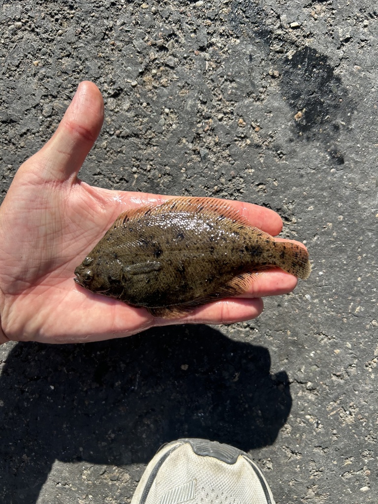 Citharichthys stigmaeus (Speckled Sanddab), California species