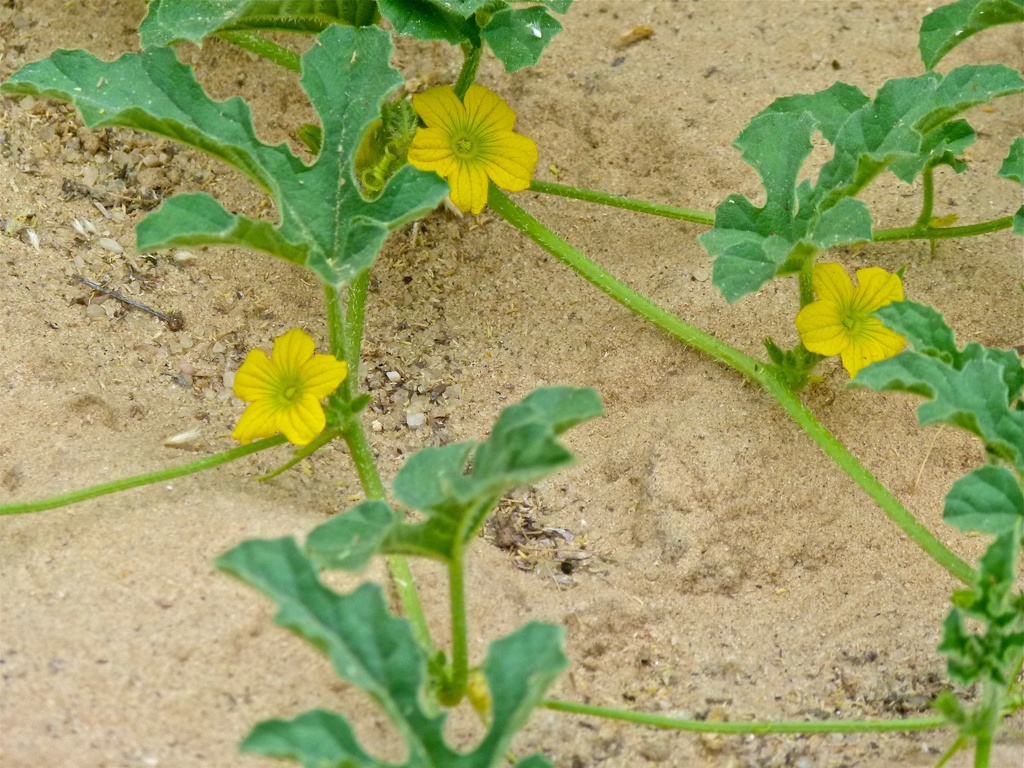 Citrullus lanatus var. citroides (Wild watermelon), non-native California vine