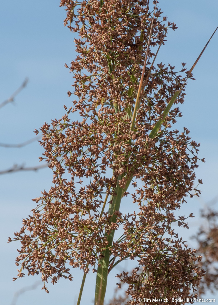 Cladium californicum (California sawgrass), native California grass