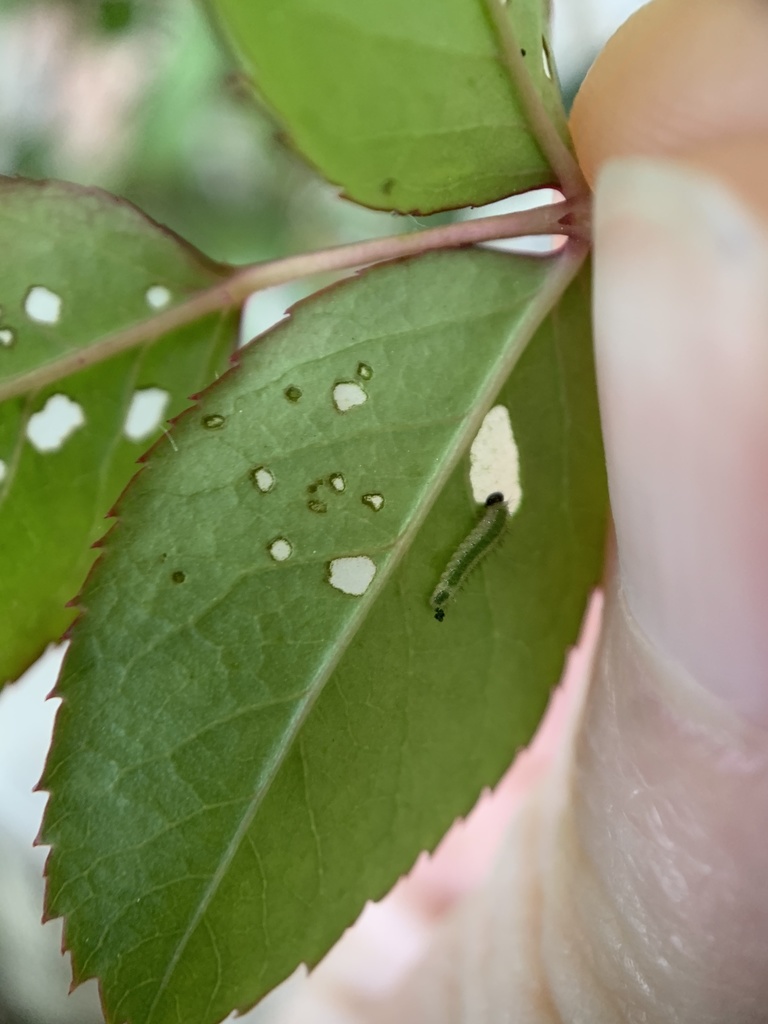 Cladius pectinicornis (Bristly rose sawfly), California species