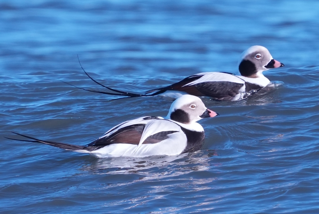 Clangula hyemalis (Long-tailed Duck), California species