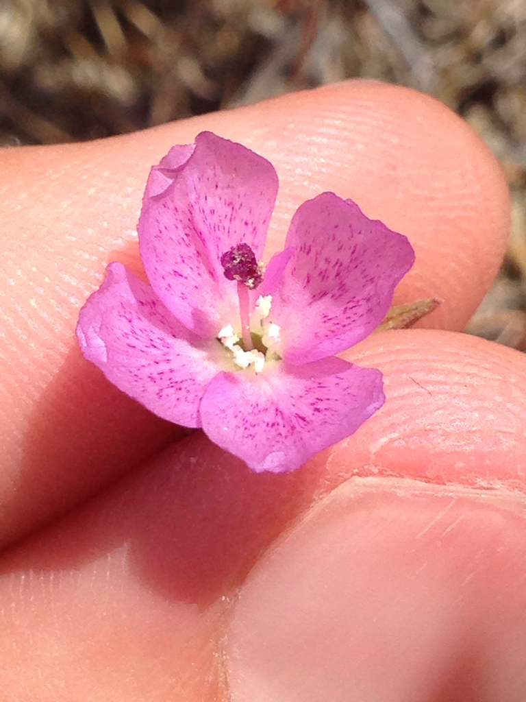 Clarkia affinis (Chaparral clarkia), native California herb