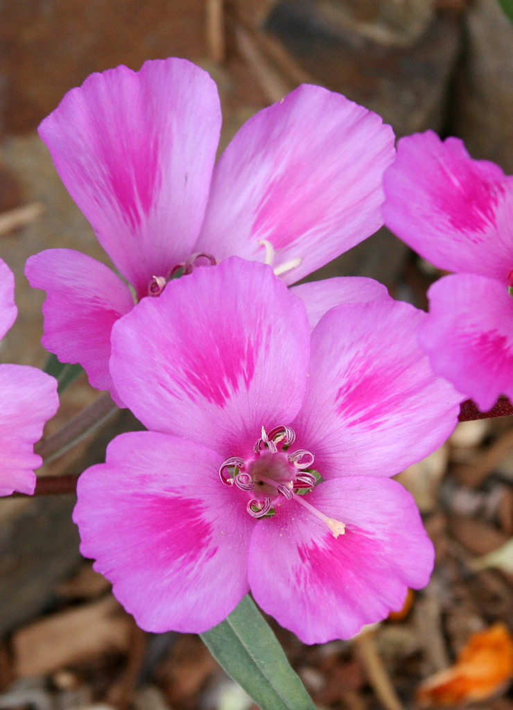 Clarkia amoena (Farewell-to-spring), native California herb