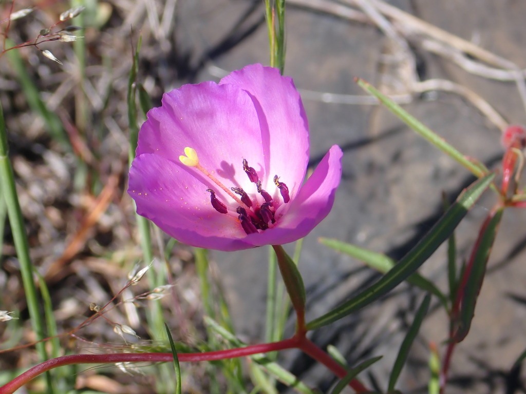 Clarkia arcuata (Glandular clarkia), native California herb
