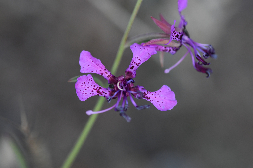 Clarkia australis (Small's southern clarkia), native California herb
