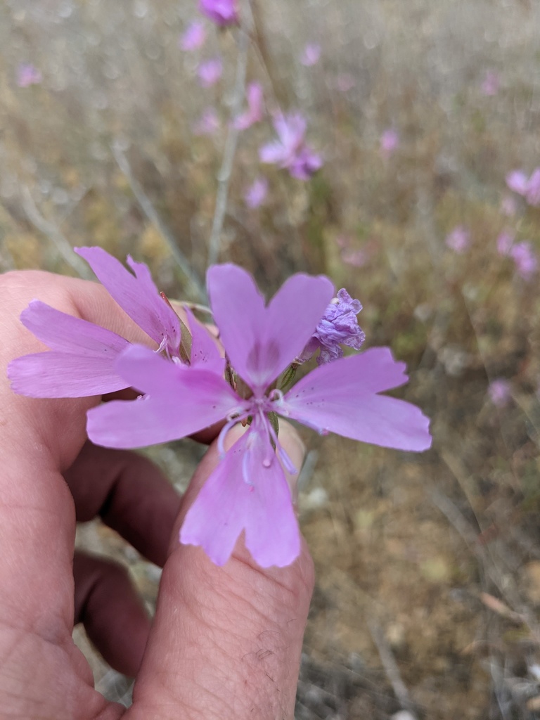 Clarkia biloba — parent species of Clarkia biloba subsp. brandegeeae