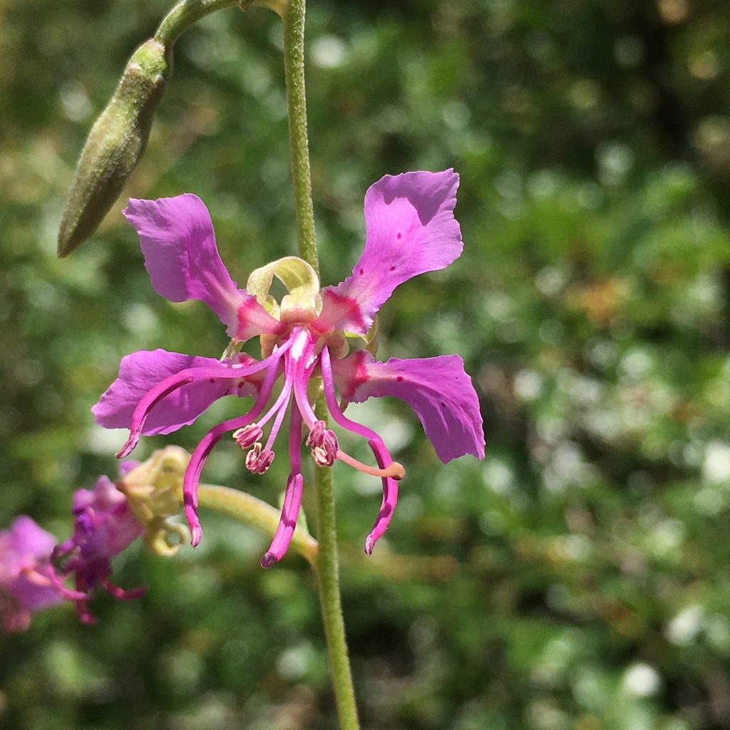 Clarkia borealis (Northern clarkia), native California herb