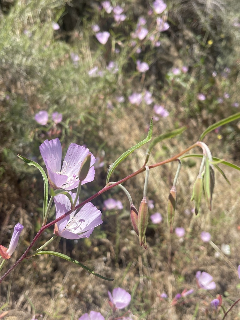 Clarkia bottae (Punchbowl godetia), native California herb