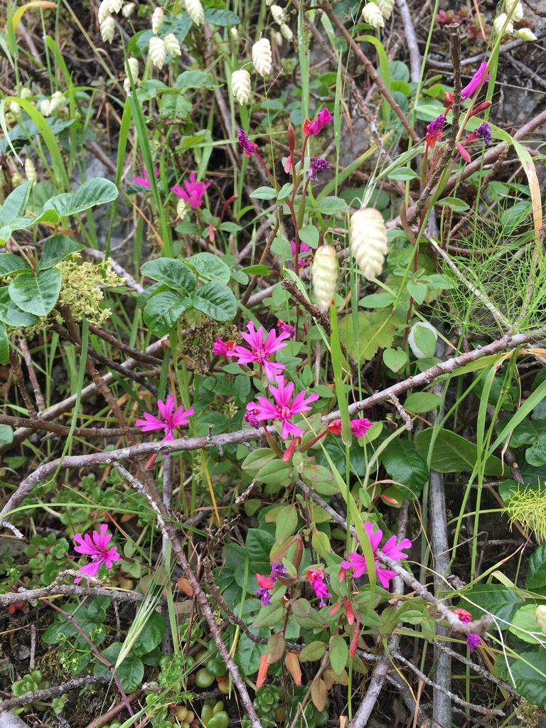 Clarkia concinna — parent species of Clarkia concinna subsp. automixa