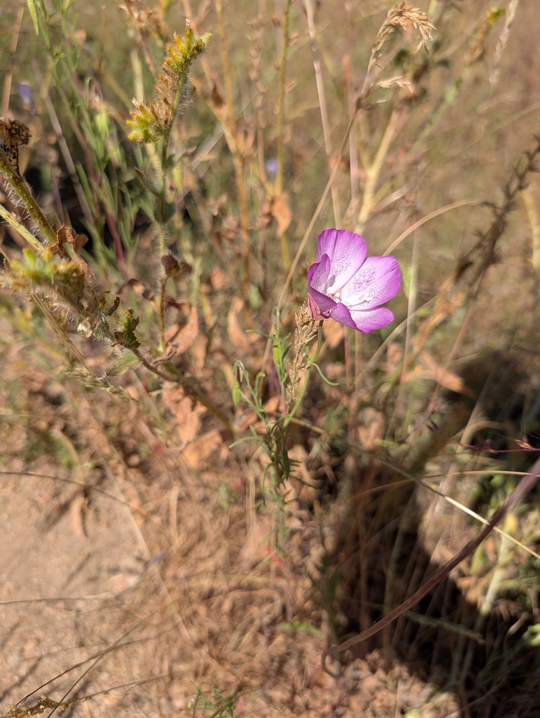 Clarkia cylindrica — parent species of Clarkia cylindrica subsp. clavicarpa