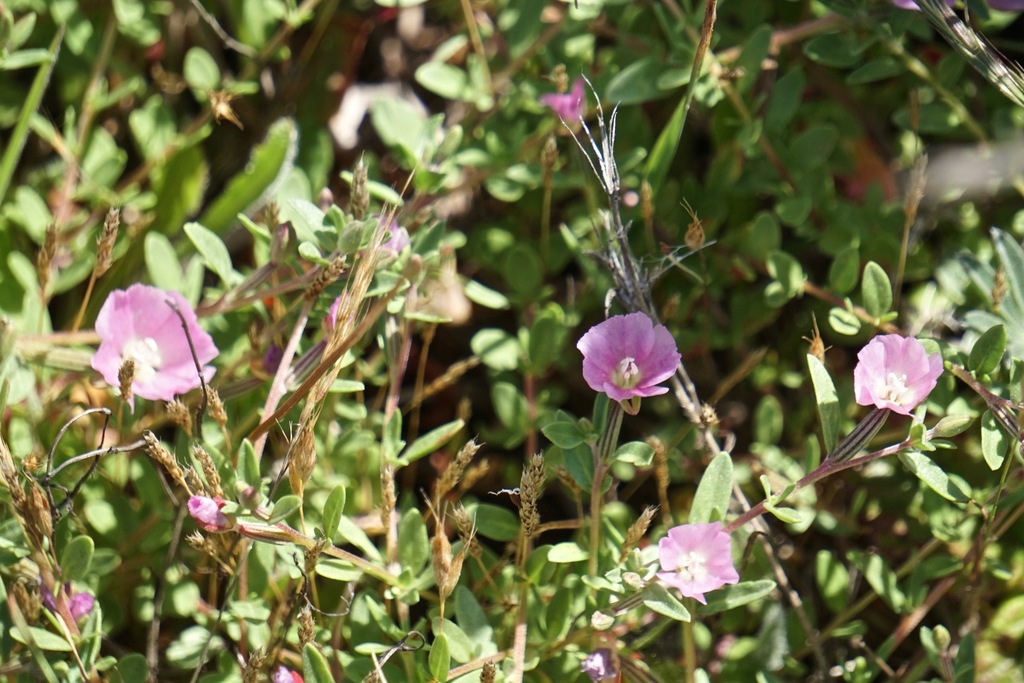 Clarkia davyi (Davy's clarkia), native California herb
