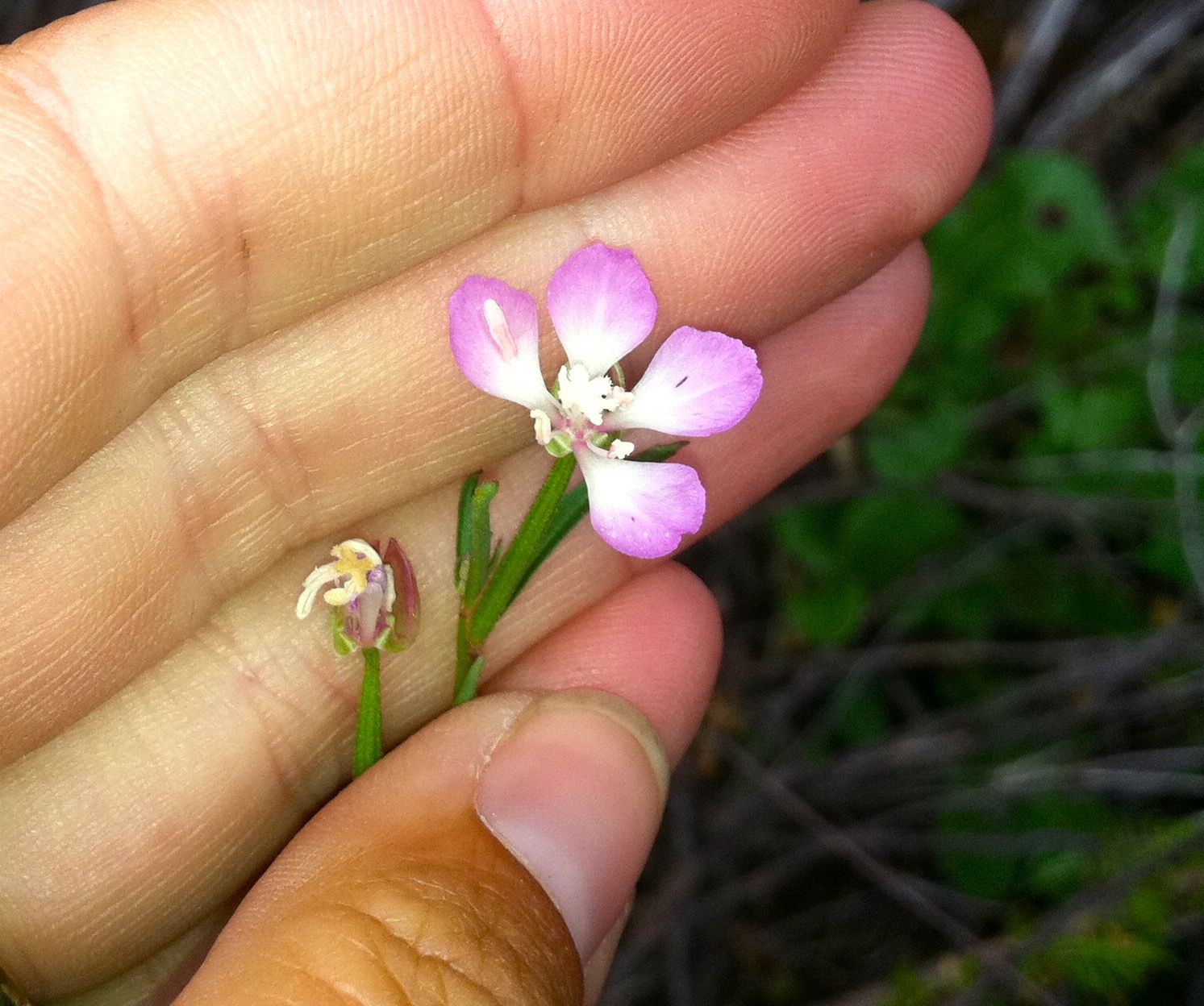 Clarkia delicata (Delicate clarkia), native California herb