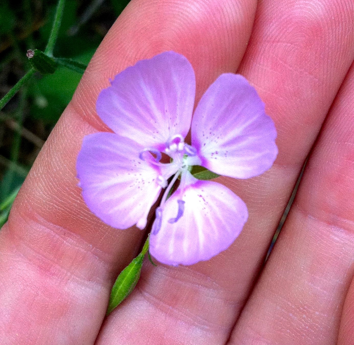 Clarkia dudleyana (Dudley's clarkia), native California herb