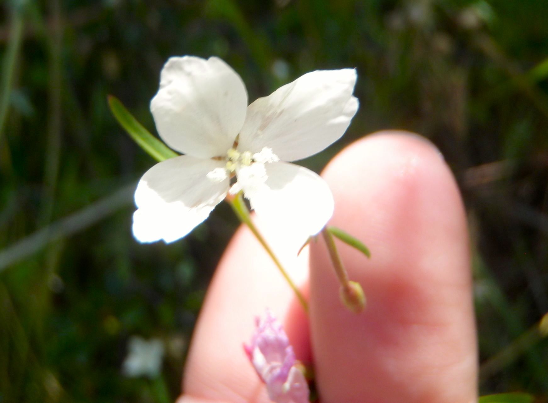 Clarkia epilobioides (Canyon clarkia), native California herb