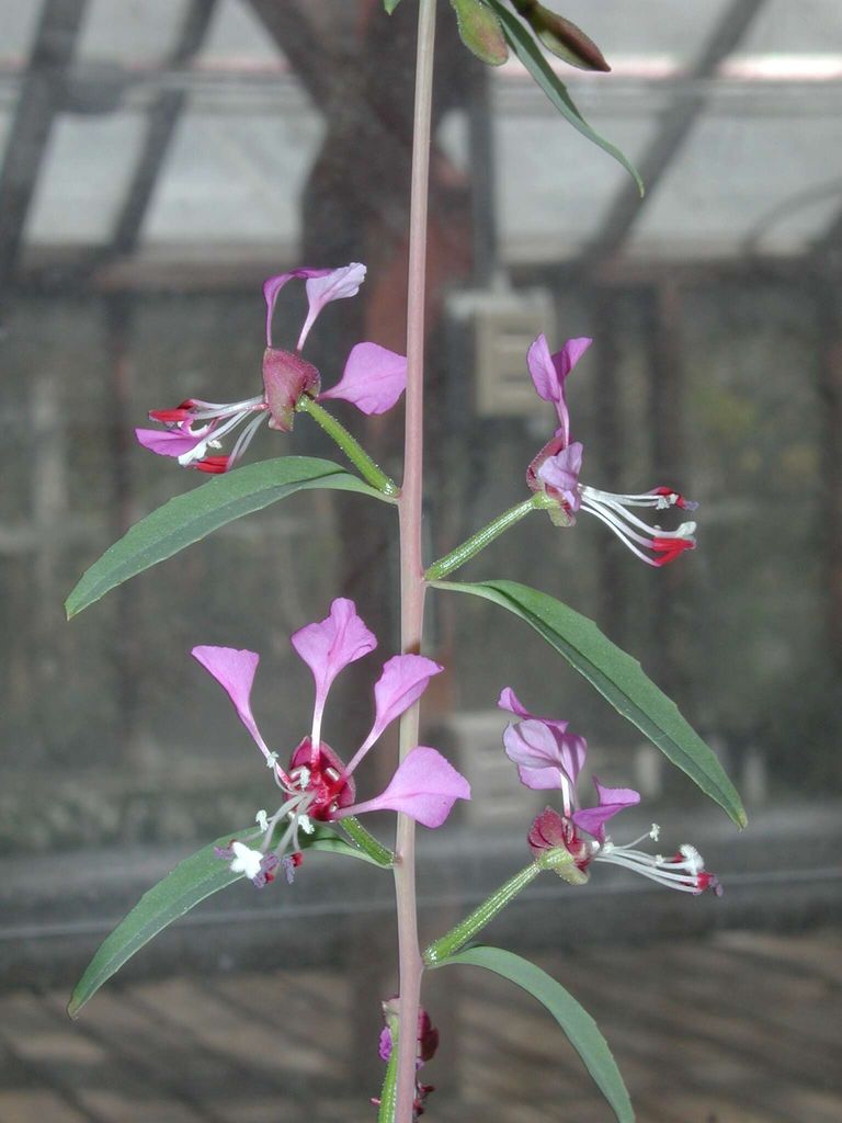 Clarkia exilis (Slender clarkia), native California herb