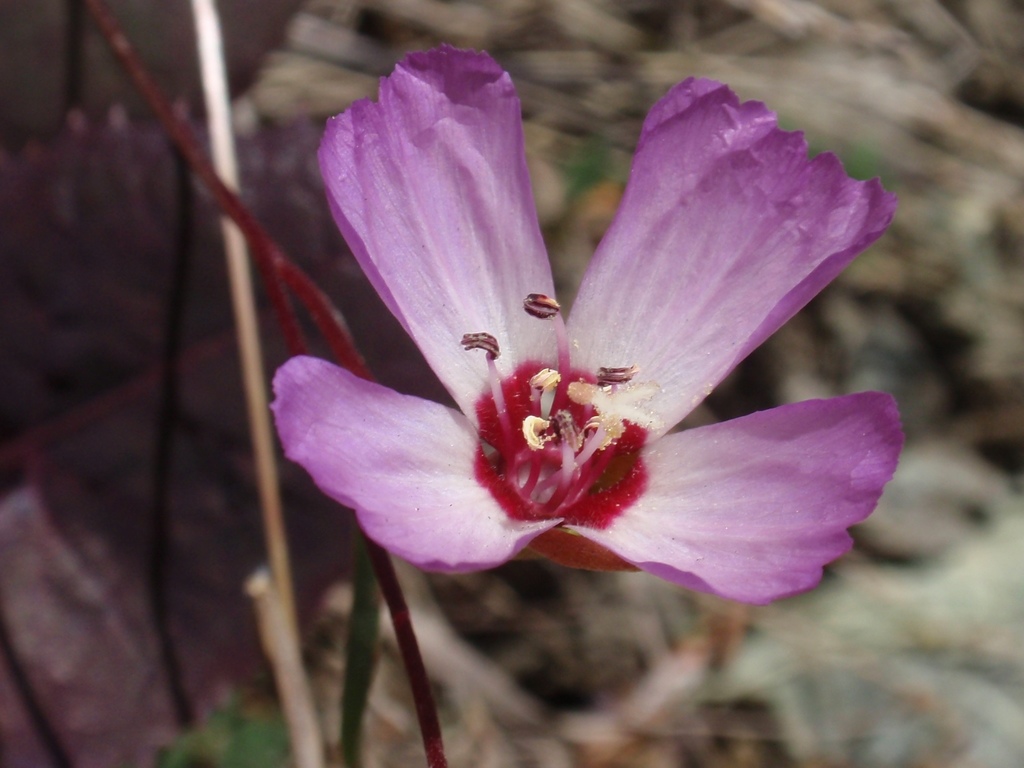 Clarkia franciscana (Presidio clarkia), native California herb