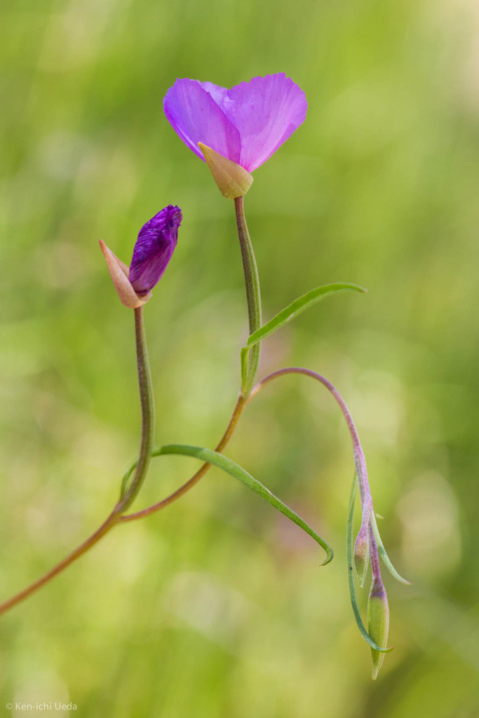 Clarkia gracilis subsp. gracilis, native California herb