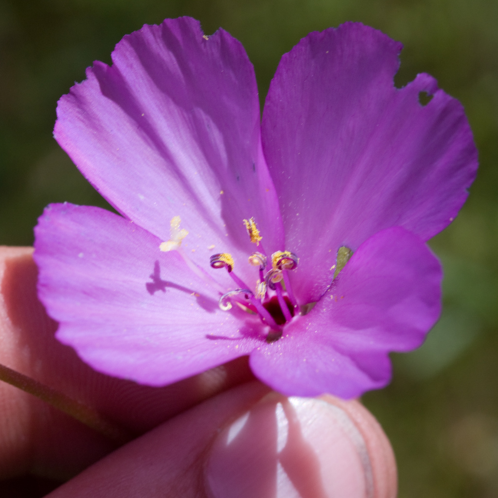Clarkia gracilis (Clarkia), native California herb