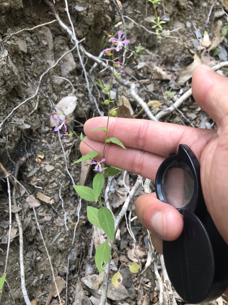 Clarkia heterandra (California gaura), native California herb