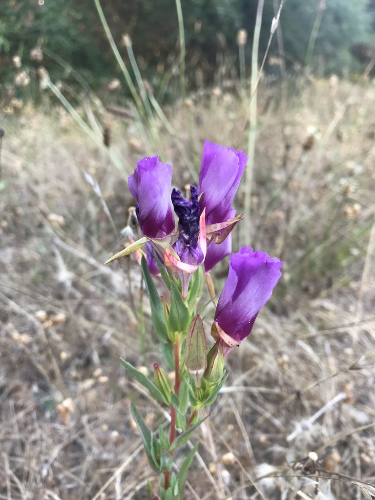Clarkia imbricata (Vine hill clarkia), native California herb