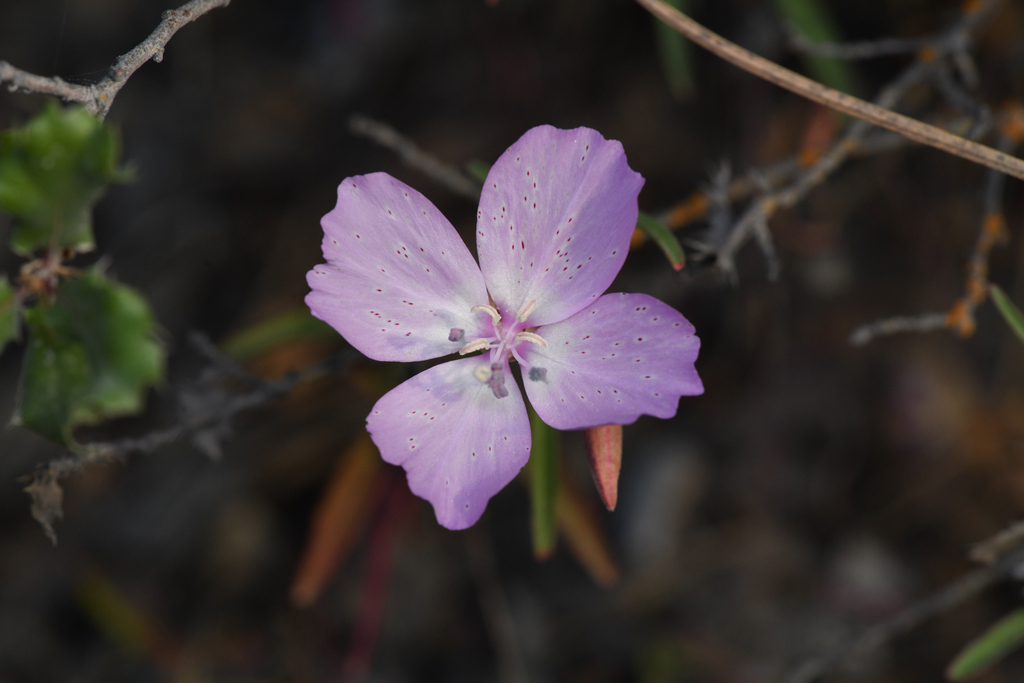 Clarkia jolonensis (Jolon clarkia), native California herb