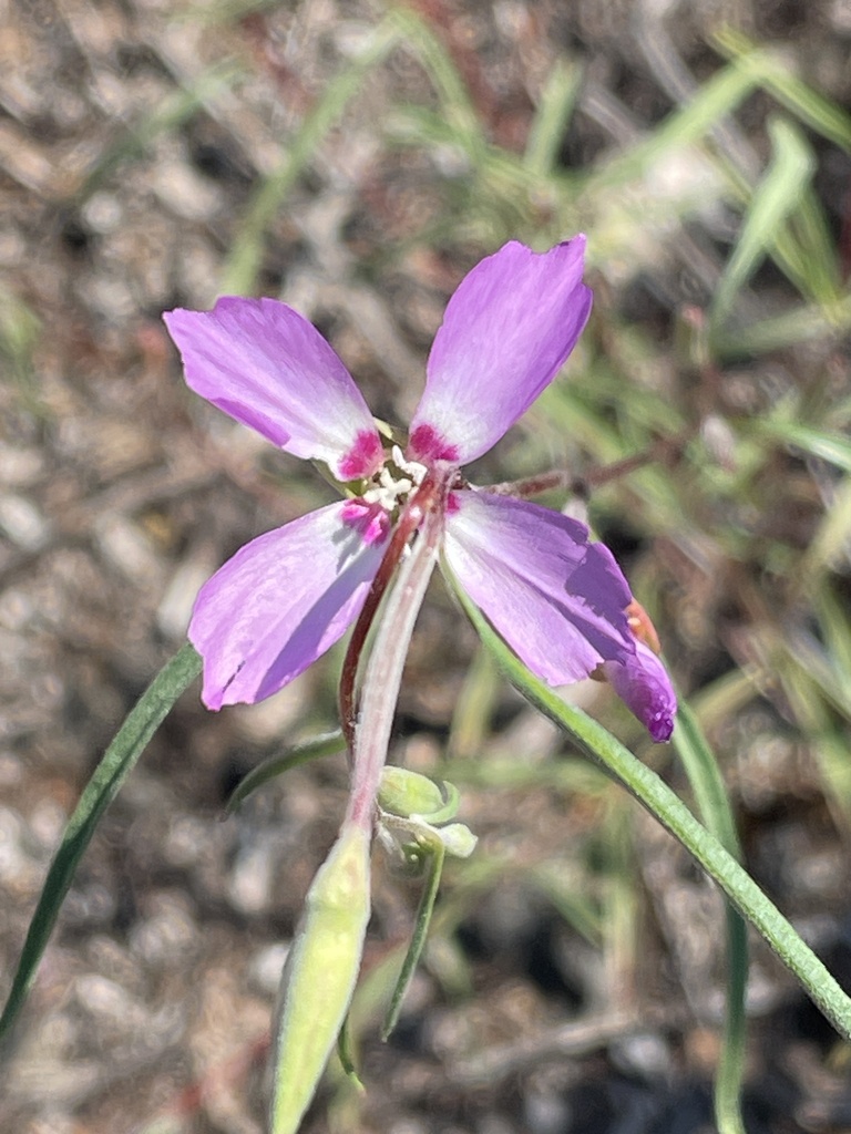 Clarkia lassenensis (Lassen clarkia), native California herb