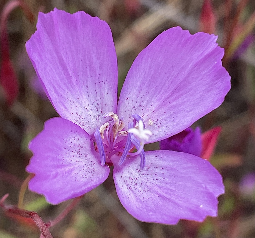 Clarkia lewisii (Lewis' clarkia), native California herb
