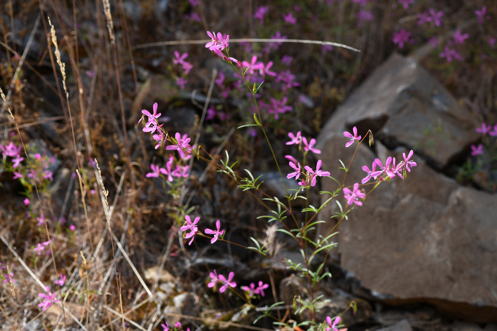 Clarkia lingulata (Merced clarkia), native California herb