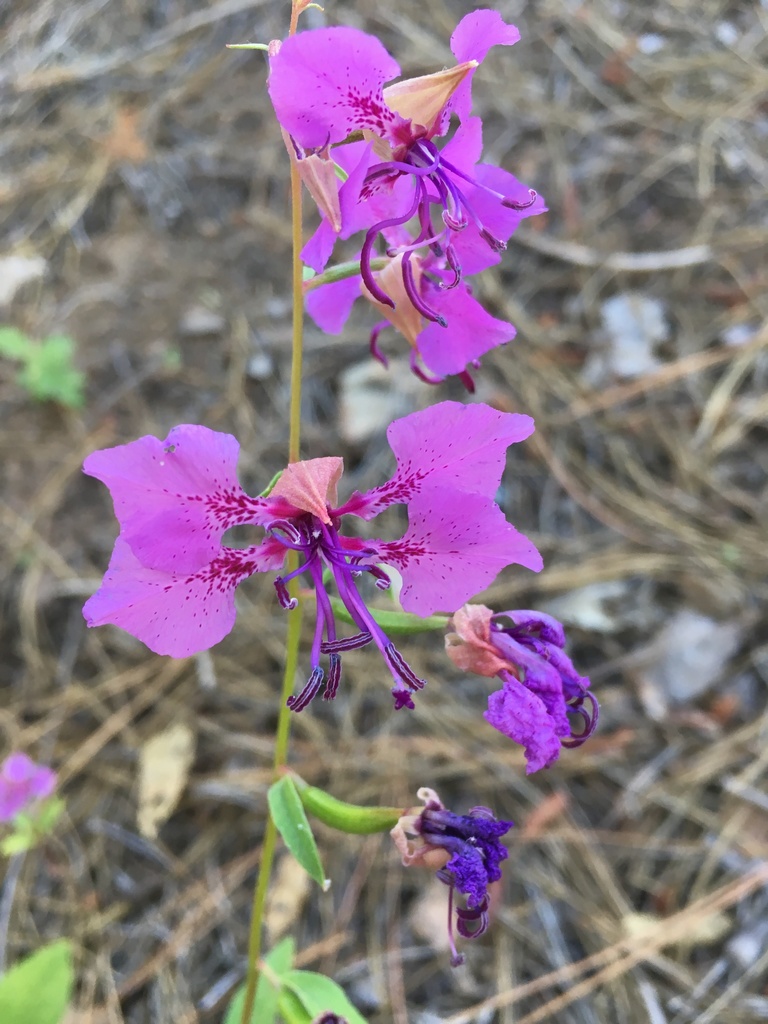 Clarkia mildrediae (Clarkia), native California herb