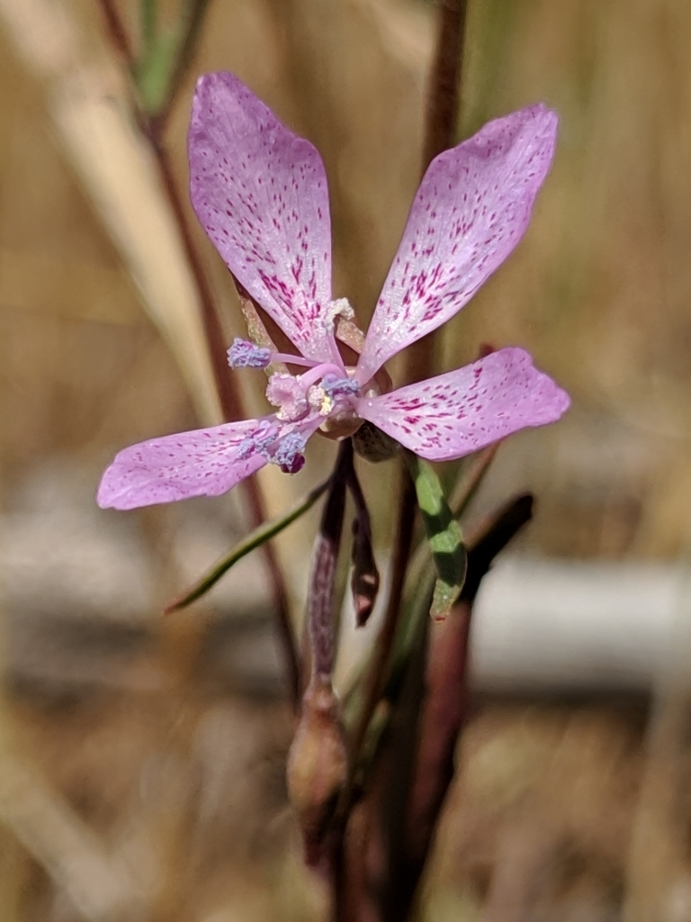 Clarkia modesta (Waltham creek clarkia), native California herb