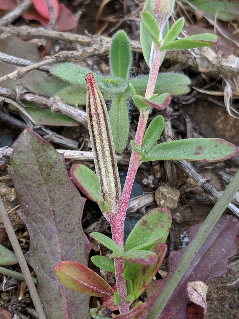 Clarkia prostrata (Prostrate clarkia), native California herb