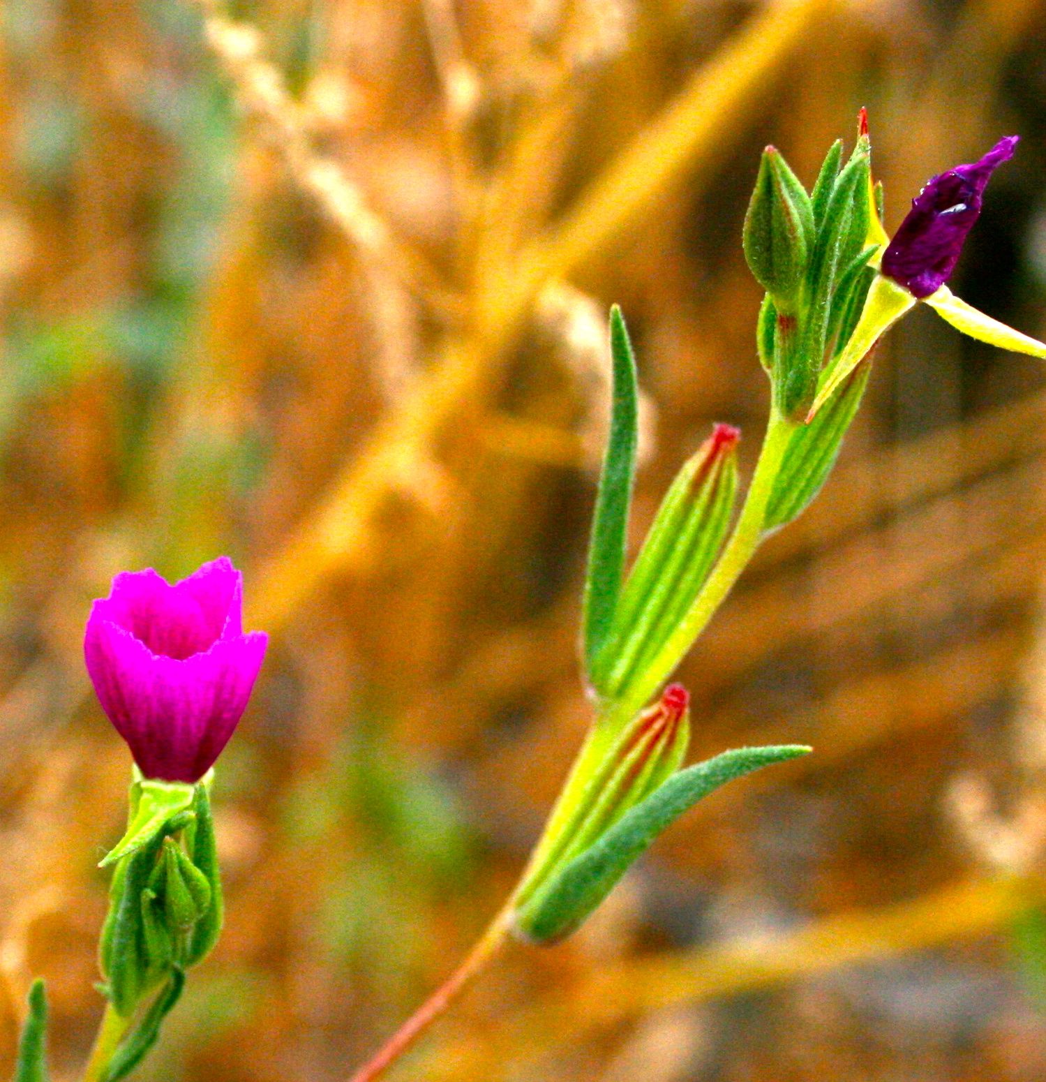 Clarkia purpurea (Purple clarkia), native California herb