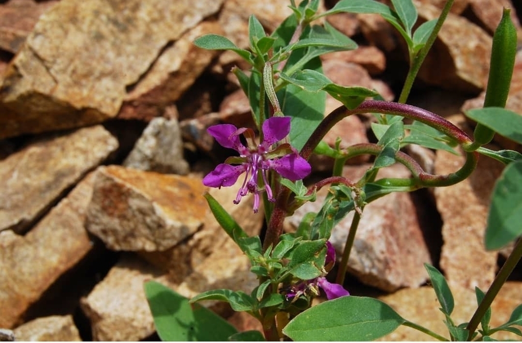 Clarkia rhomboidea (Diamond clarkia), native California herb