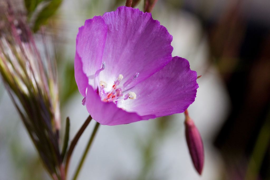 Clarkia rostrata (Beaked clarkia), native California herb